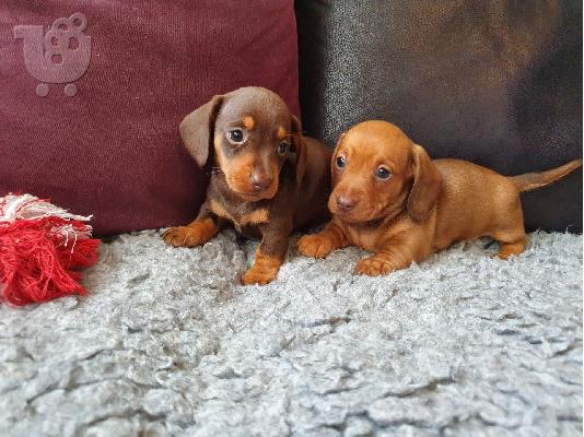 DACHSHUNDS