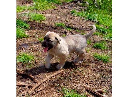 Anatolian Shepherd