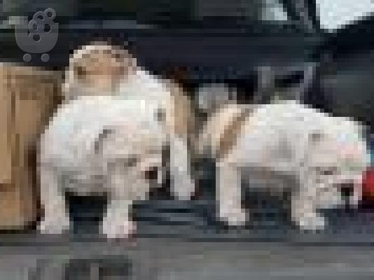 PoulaTo: englishbull puppies for 300€