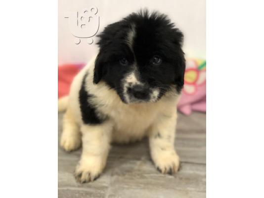 Newfoundland Puppies Υγείας Δοκιμασμένους Γονείς