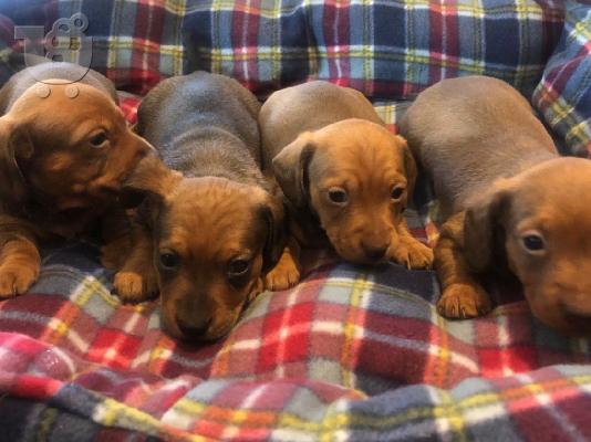 PoulaTo: AKC Dachshunds