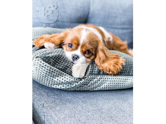 PoulaTo: Έχω τα κουτάβια Cavalier King Charles Spaniel προς πώληση.