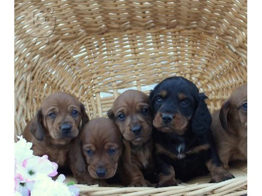 PoulaTo: Άνδρες και γυναίκες κουτάβια Dachshund