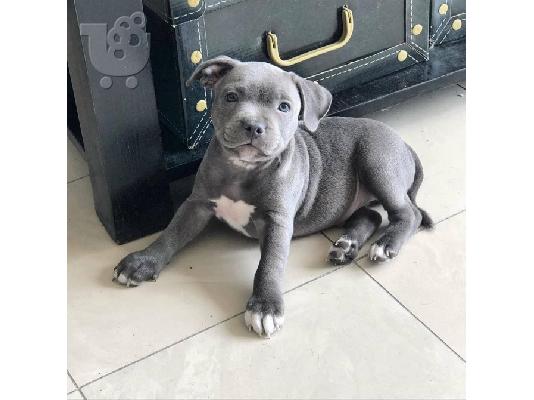 PoulaTo: Κουτάβια Pitbull