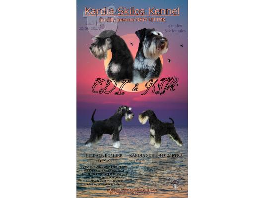 Μινιατούρα Schnauzer ΟΜΟΡΦΑ κουταβάκια