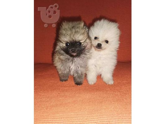 Pomeranian Spitz κουτάβια