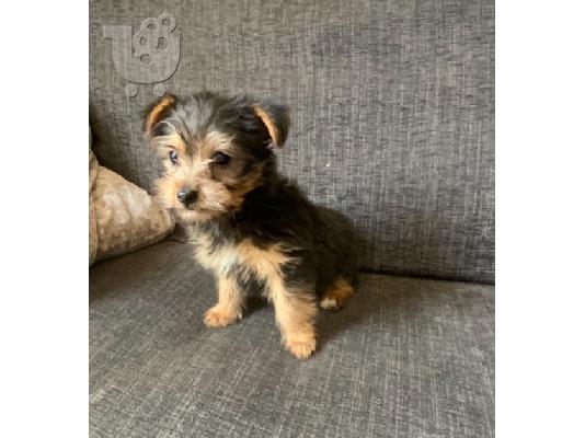 χαριτωμένα αρσενικά και θηλυκά κουτάβια Yorkie