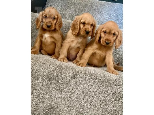 PoulaTo: Όμορφα κουτάβια Cocker Spaniel