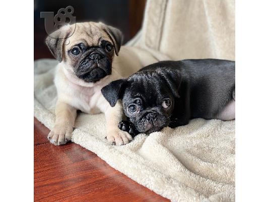 PoulaTo: Από μια γέννα της pugs kc reg 5 υγεία, έχω 2 διαθέσιμα 1 είναι ένα μαύρο και μαύρισμα σοκολάτα μεταφοράς