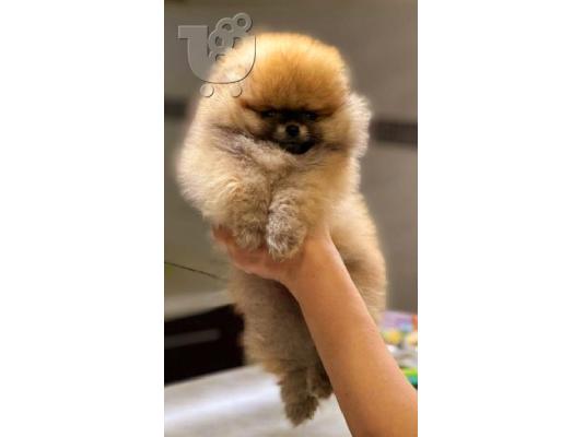 PoulaTo: Pomeranian BOO αρκουδάκια