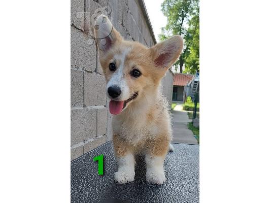 Welsh Corgi κουτάβια