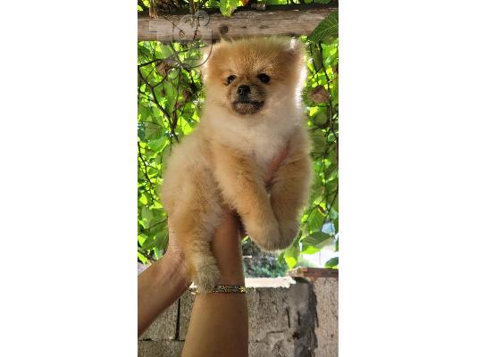 αρκουδάκια Pomeranian BOO, κουτάβια Pomeranian Spitz