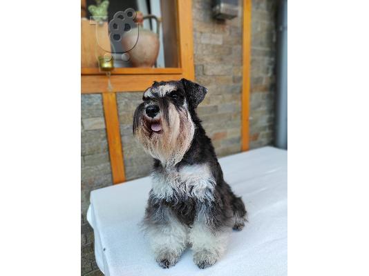 Μινιατούρα Schnauzer κουτάβια