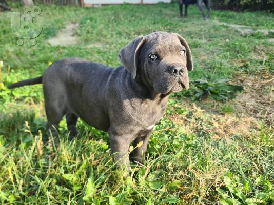 CANE CORSO όμορφα κουτάβια