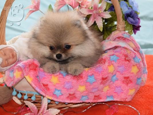 PoulaTo: Χαριτωμένο Pomeranian Puppies γενεαλογικό