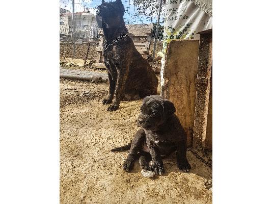 Cane corso/Κανε κορσο