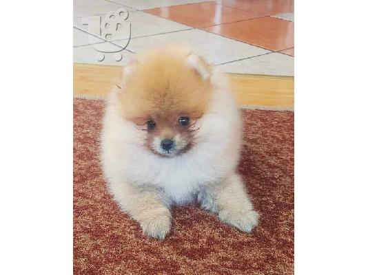 PoulaTo: Όμορφα κουτάβια Pomeranian