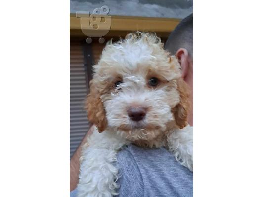 Lagotto Romagnolo κουτάβια