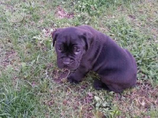 CANE CORSO