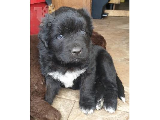 Σκουπίδια των τεσσάρων μεγάλων χονδρό Newfoundlands