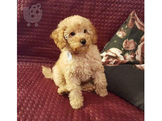 PoulaTo: Όμορφα κουτάβια Poodle παιχνιδιών% $ #