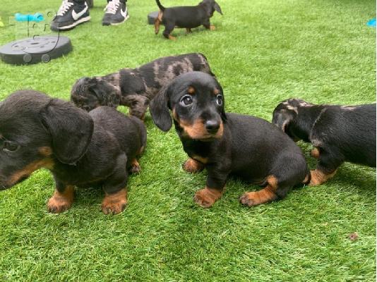 AKC Dachshunds