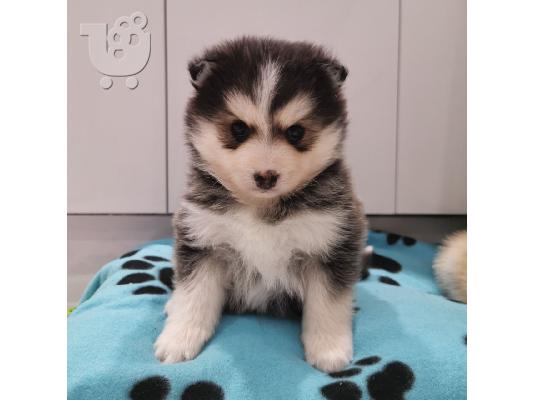 PoulaTo: Εκπληκτικά κουτάβια  Pomsky