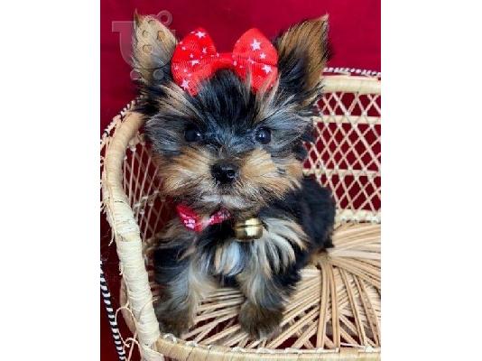 όμορφο κουτάβι yorkie