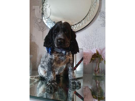 PoulaTo: κουτάβια κοκκινοκέικων μπλε Roan Cocker Spaniel