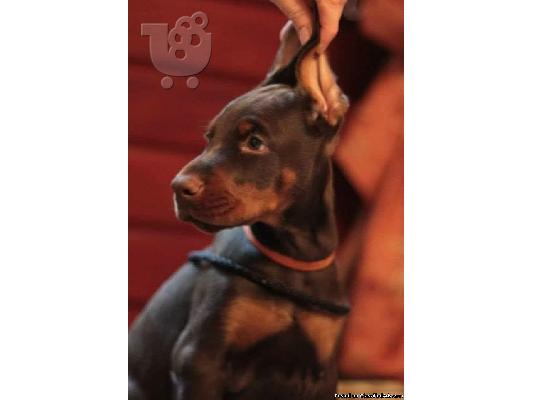 PoulaTo: Εκπληκτική κουτάβια Doberman