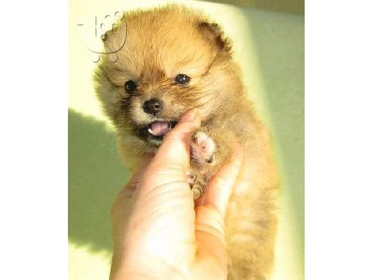 Πουλήστε Pomeranian