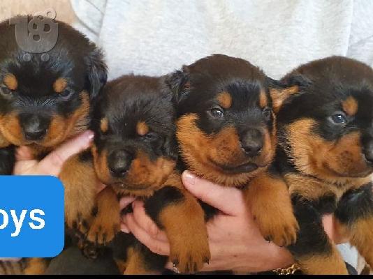 PoulaTo: Όμορφα υγιή κουτάβια ROTTWEILER