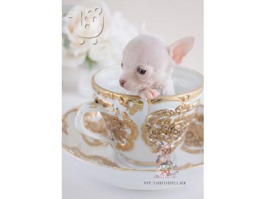 Chihuahua κουτάβια αρσενικά και θηλυκά κουτάβια