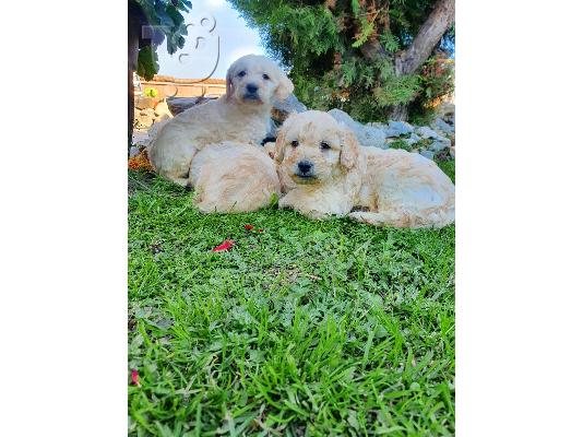 PoulaTo: Goldendoodle κουτάβια προς πώληση