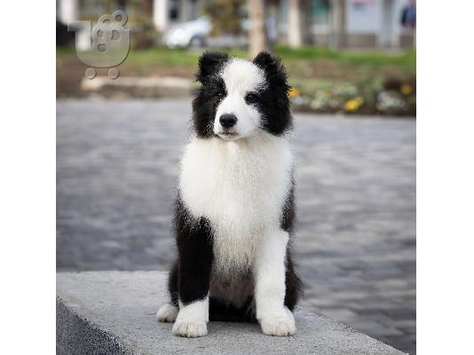 Κουτάβια Border Collie