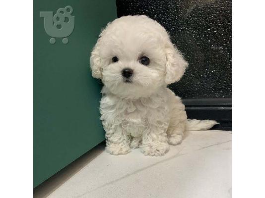 Pedigree Maltese Fija porodila 4 zdravá štěňátka.