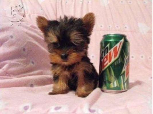 καθαρόαιμα κουτάβια Yorkie για Χριστούγεννα