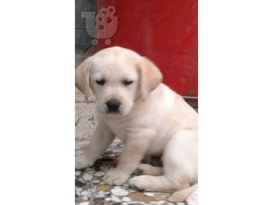 PoulaTo: labrador koutavakia
