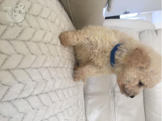 PoulaTo: Πώληση κουτάβια Maltipoo