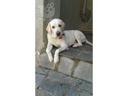 Διατίθενται καθαρόαιμα κουταβάκια Labrador.