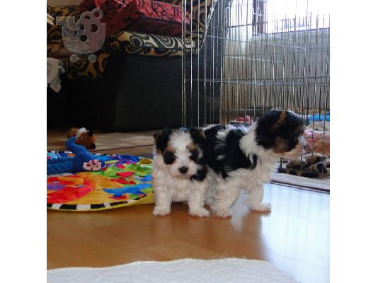 PoulaTo: μίνι κουτάβι Biewer-Yorksire-Terrier