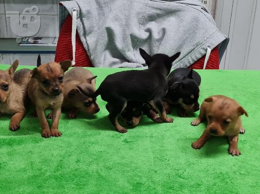 PoulaTo: Pinscher teacup