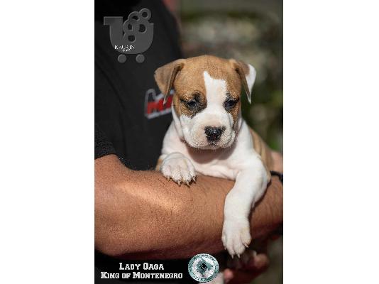 Αμερικανικό Stafford Terrier κουτάβια