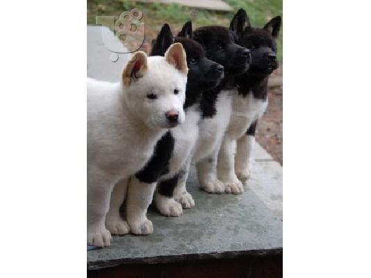 θέση να ανακοινώσω ότι το θηλυκό μας PURE AMERICAN AKITA