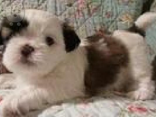 PoulaTo: Τα γλυκά κουτάβια Shih Tzu