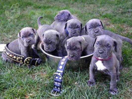 PoulaTo: Neapolina Mastiff