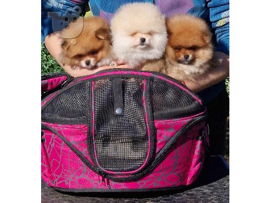 PoulaTo: Pomeranian Spitz κουτάβια