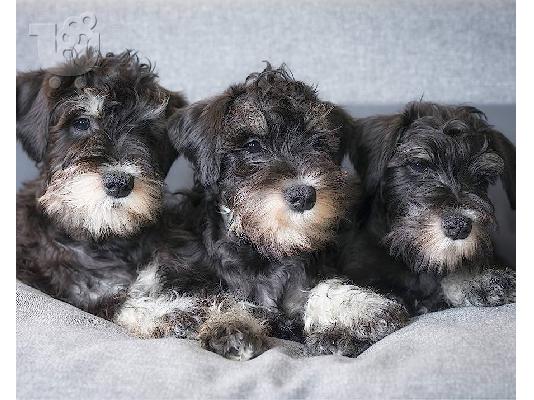 PoulaTo: Schnauzer mini - Σνάουτσερ μινι