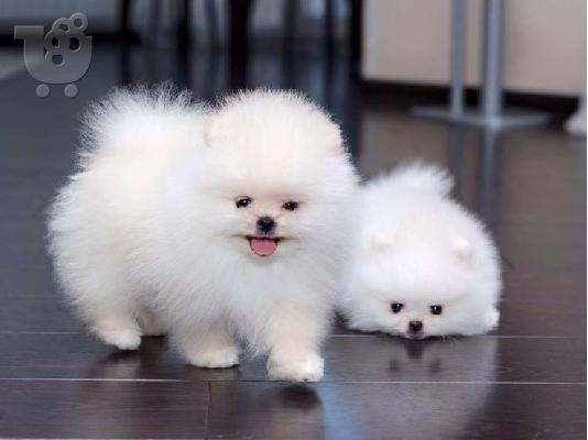 PoulaTo: Pomeranian toy
