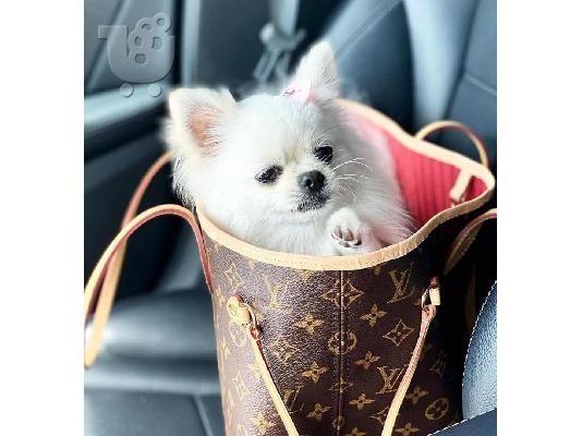 Καταπληκτικά κουτάβια Pomeranian για όλους τους λάτρεις των σκύλων...